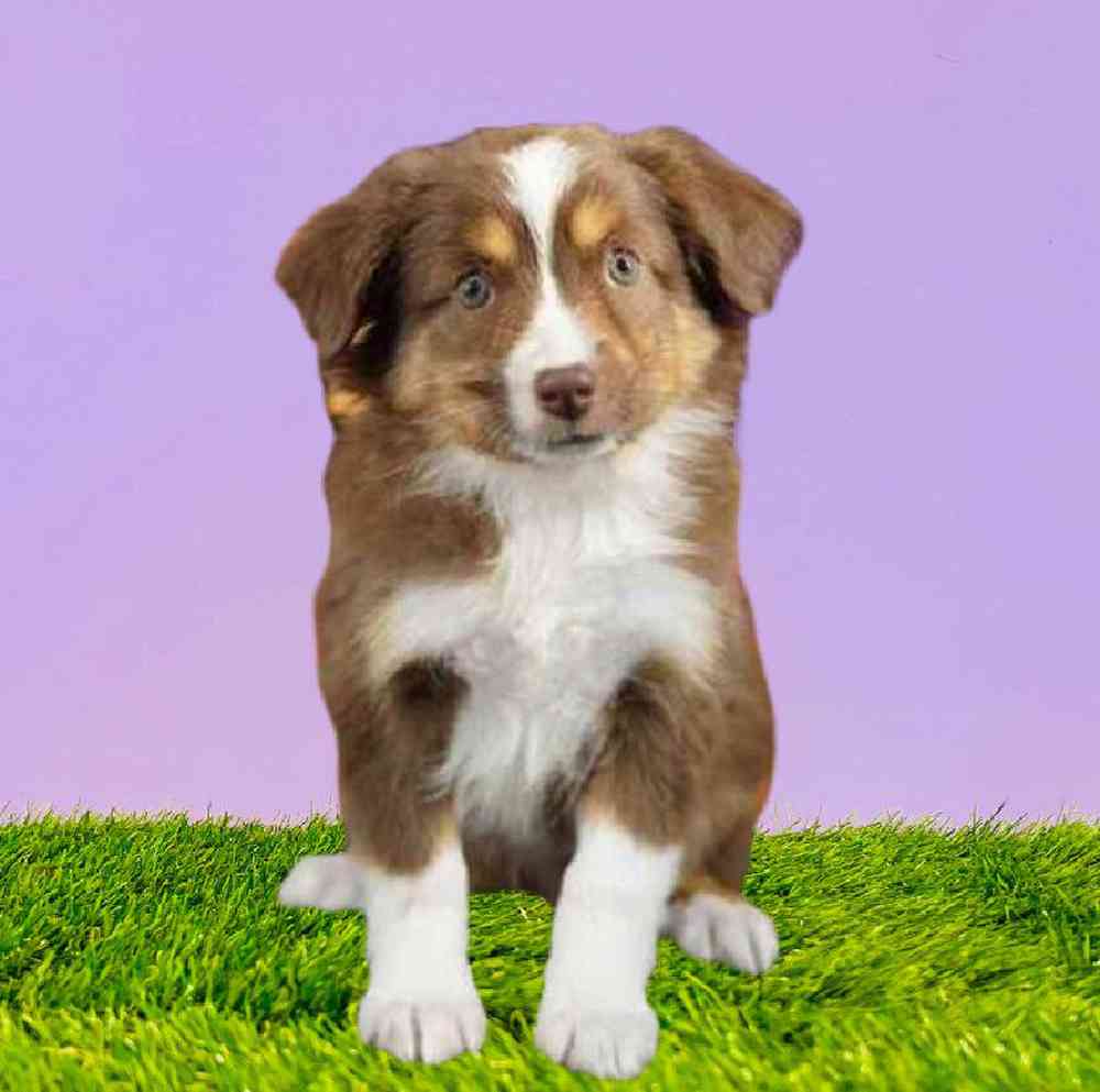 Male Mini Australian Shepherd Puppy for Sale in Puyallup, WA