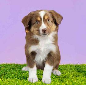 Mini Australian Shepherd