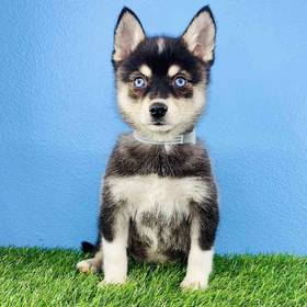 Alaskan Klee Kai