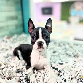 Boston Terrier