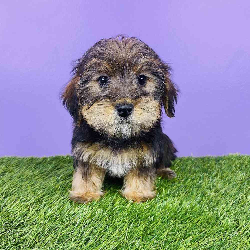 Male Morkie Puppy for sale