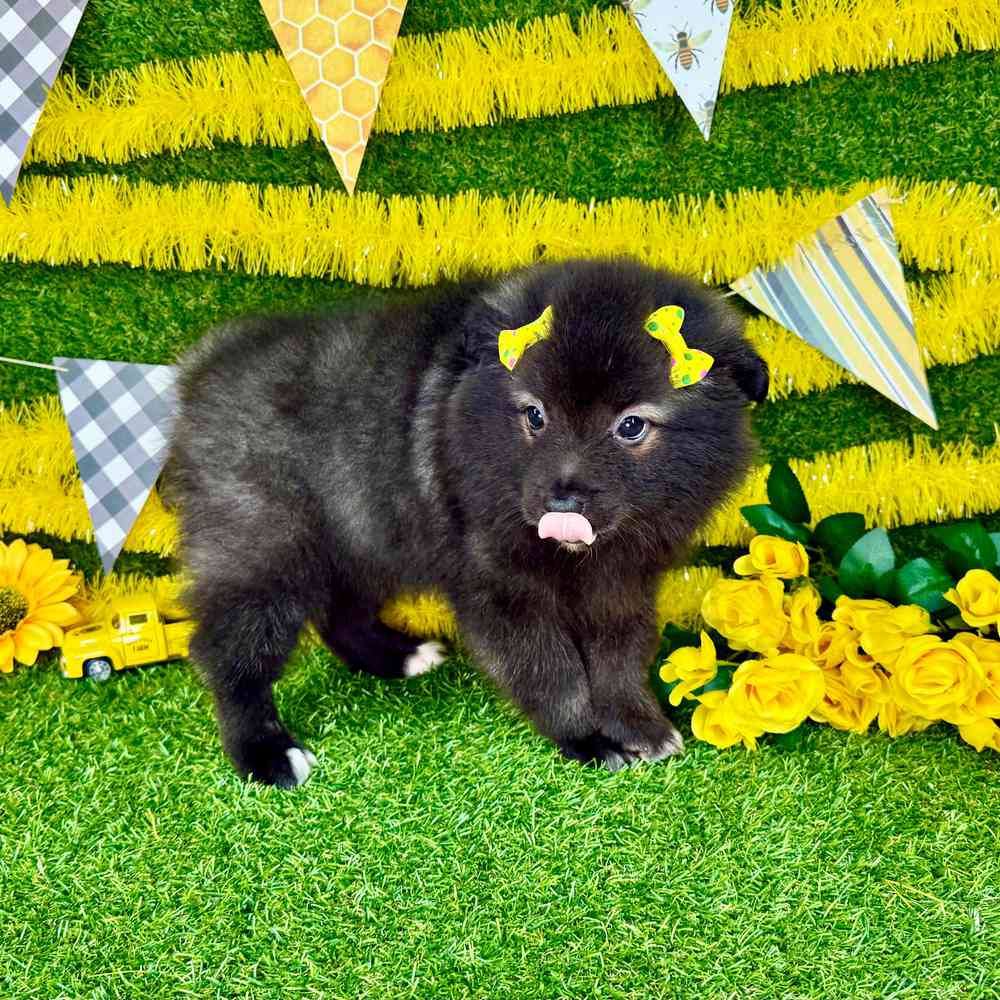 carousel pet images