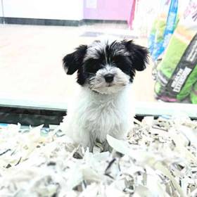 Havanese