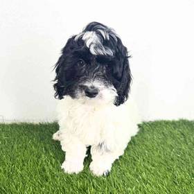 Cockapoo