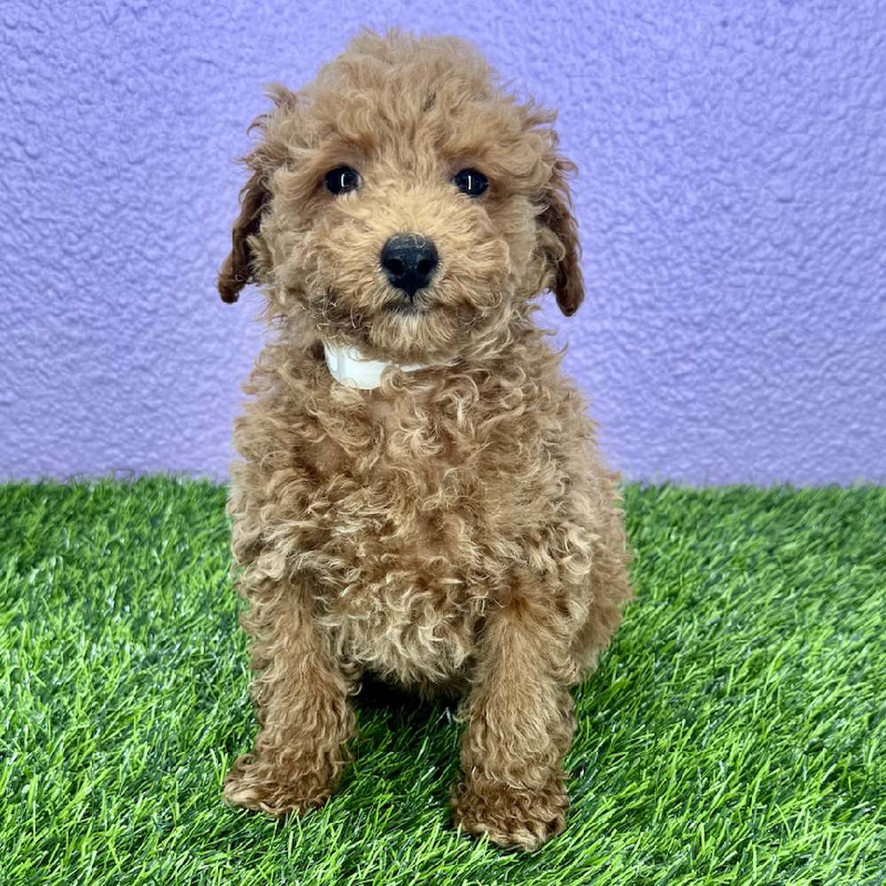 pet breed image