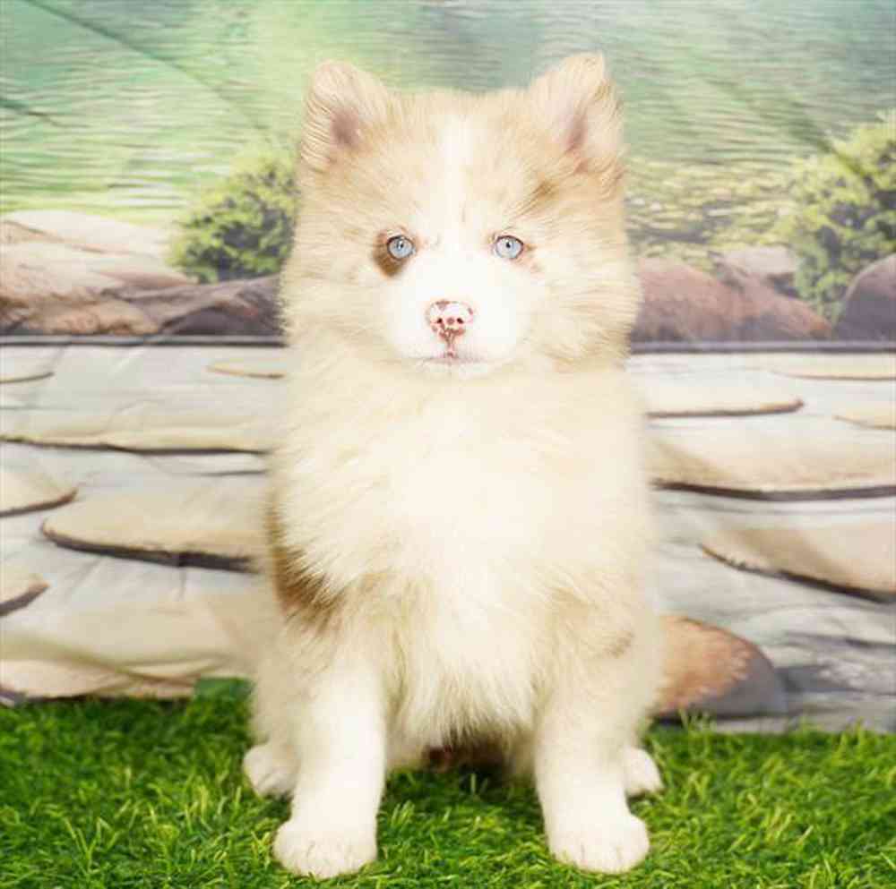 pet breed image