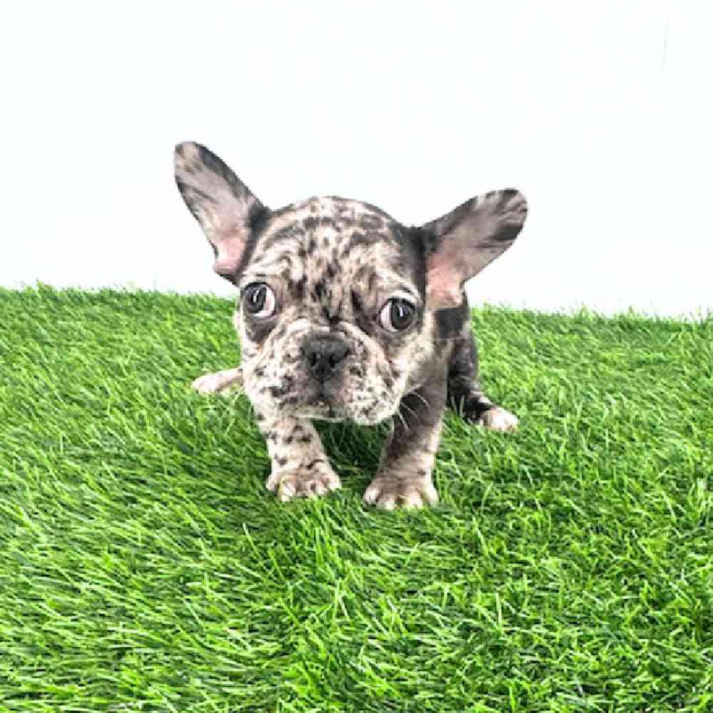 pet breed image