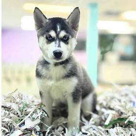 Siberian Husky
