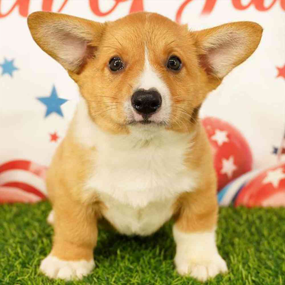 pet breed image