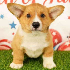 Pembroke Welsh Corgi