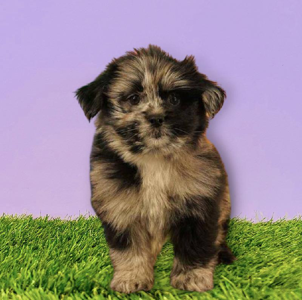 carousel pet images