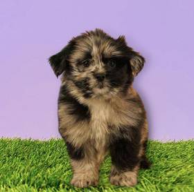 Pomeranian-Lhasa Apso