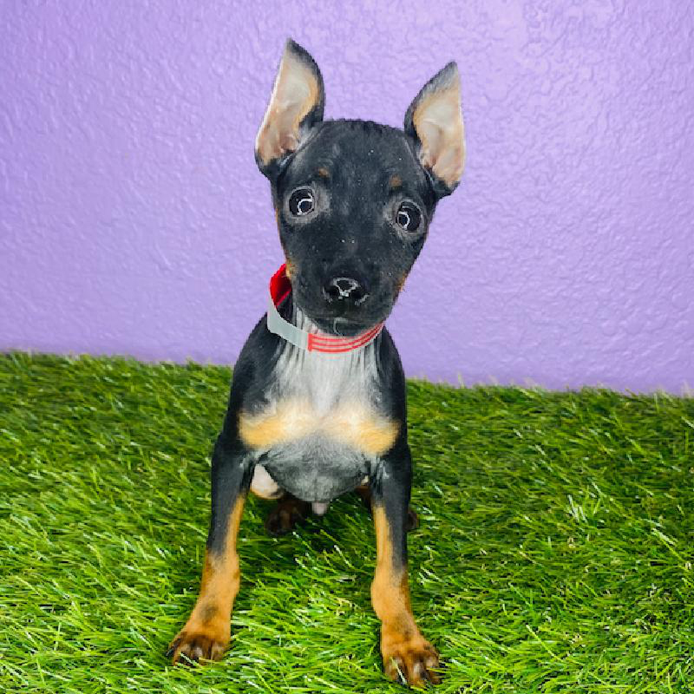 Min pin online puppies for sale