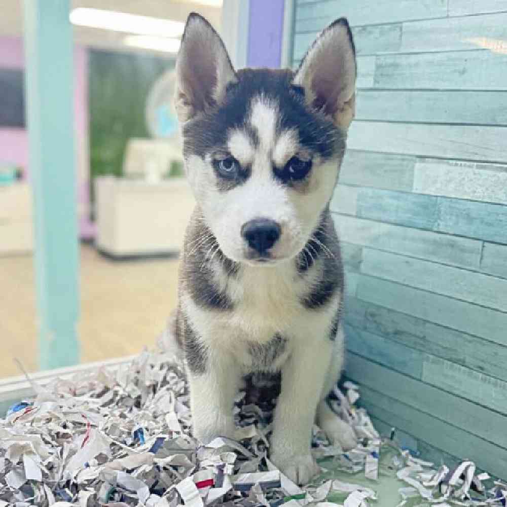 carousel pet images