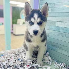Siberian Husky