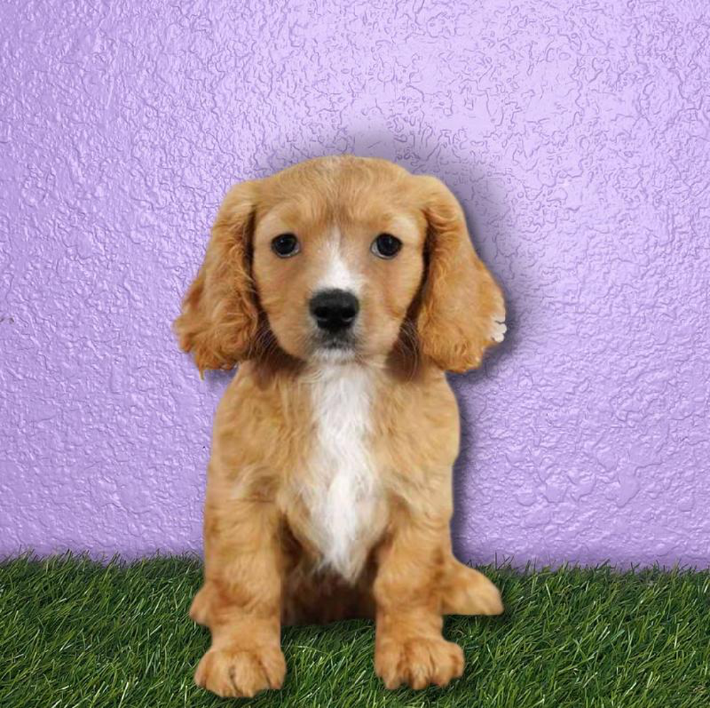 Female Cavalier King Charles Spaniel/Maltechon Puppy for sale
