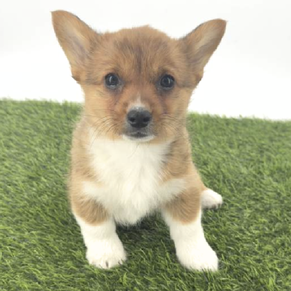 pet breed image