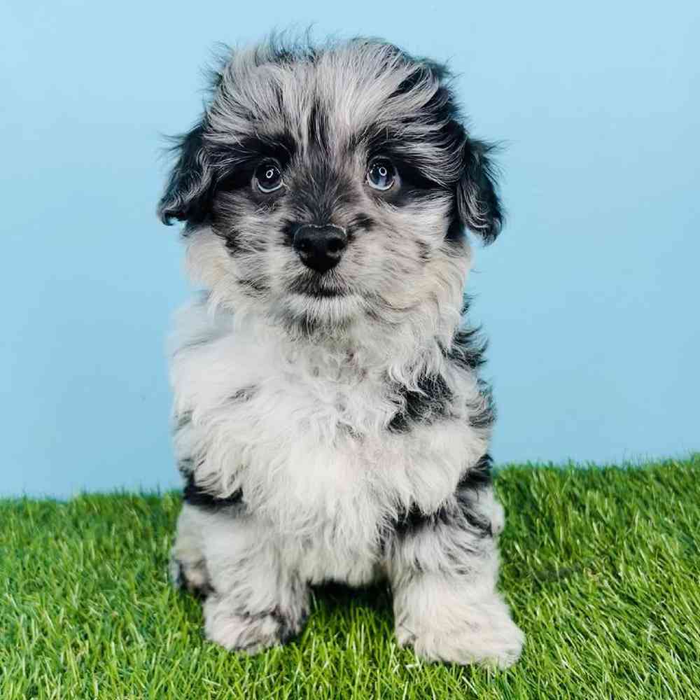 Male 2nd Gen Mini Aussiedoodle Puppy for sale