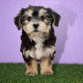 Havanese/Yorkie