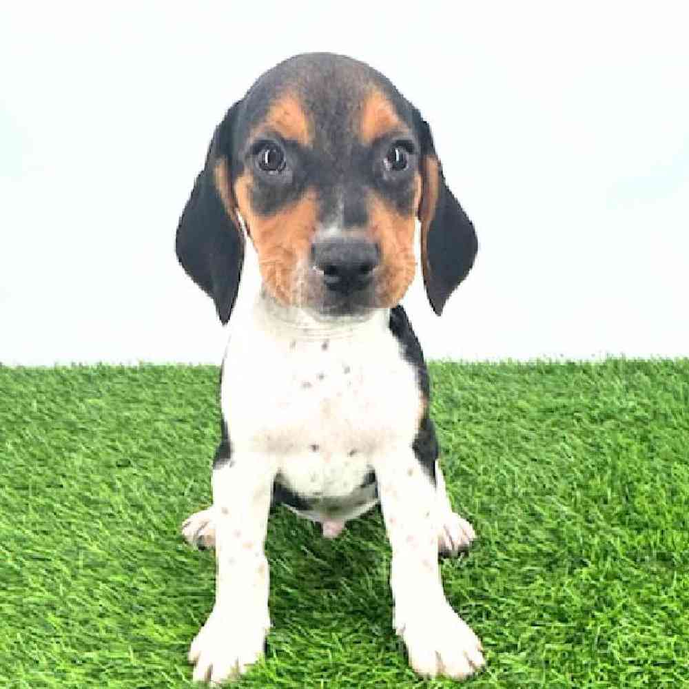pet breed image