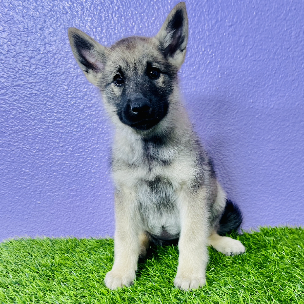 pet breed image