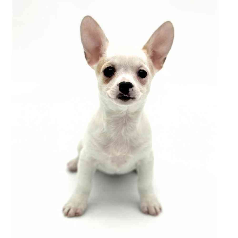 Female Chihuahua Puppy for Sale in Puyallup, WA