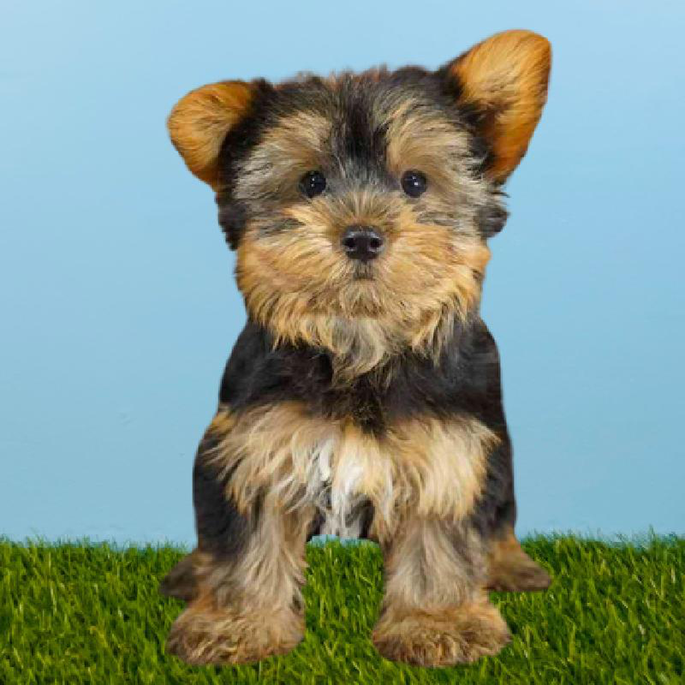 Male Yorkie Puppy for sale