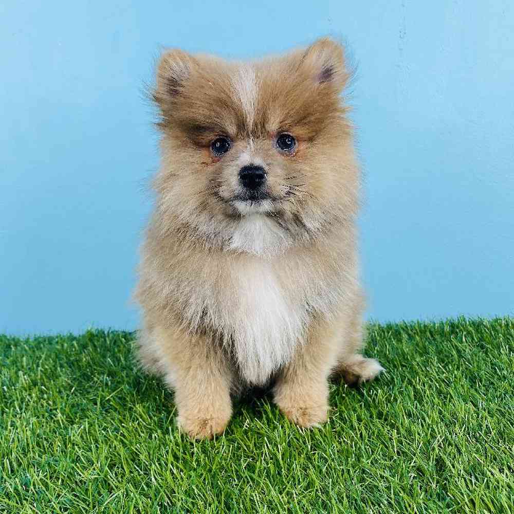 Male Pomeranian Puppy for sale