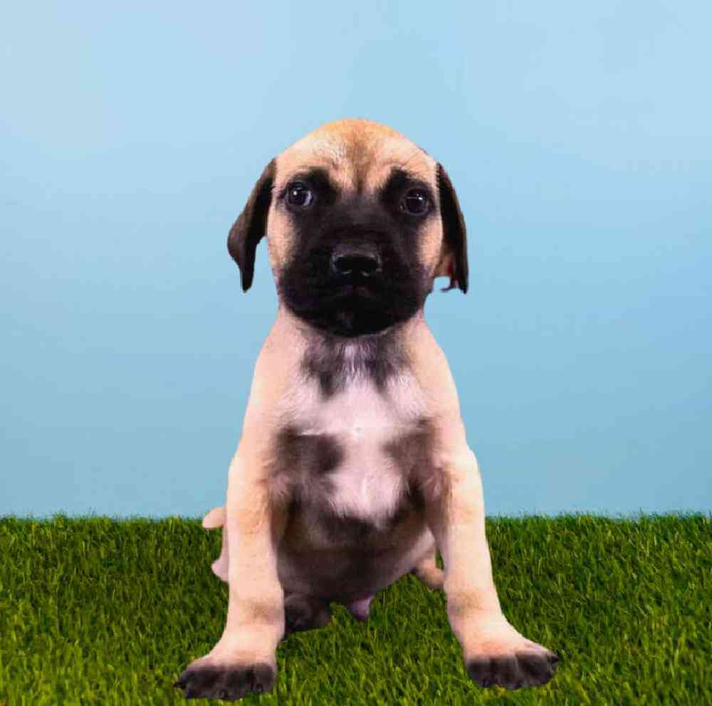 Male Bullmastiff Puppy for sale