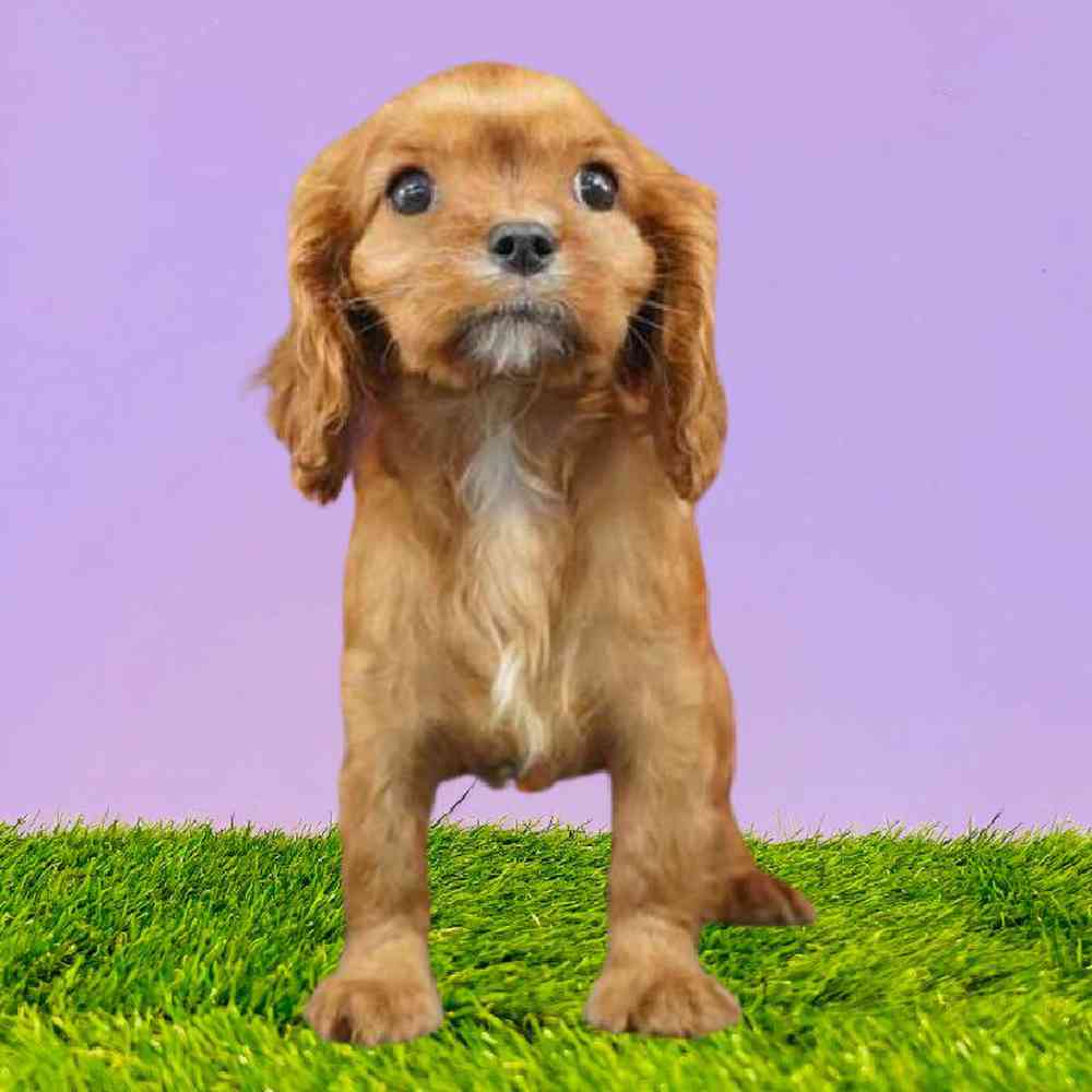Male Cavalier King Charles Spaniel Puppy for Sale in Puyallup, WA