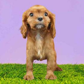 Cavalier King Charles Spaniel