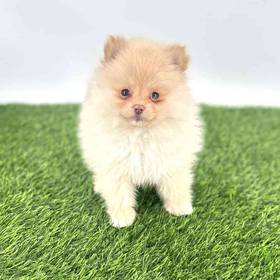 Pomeranian