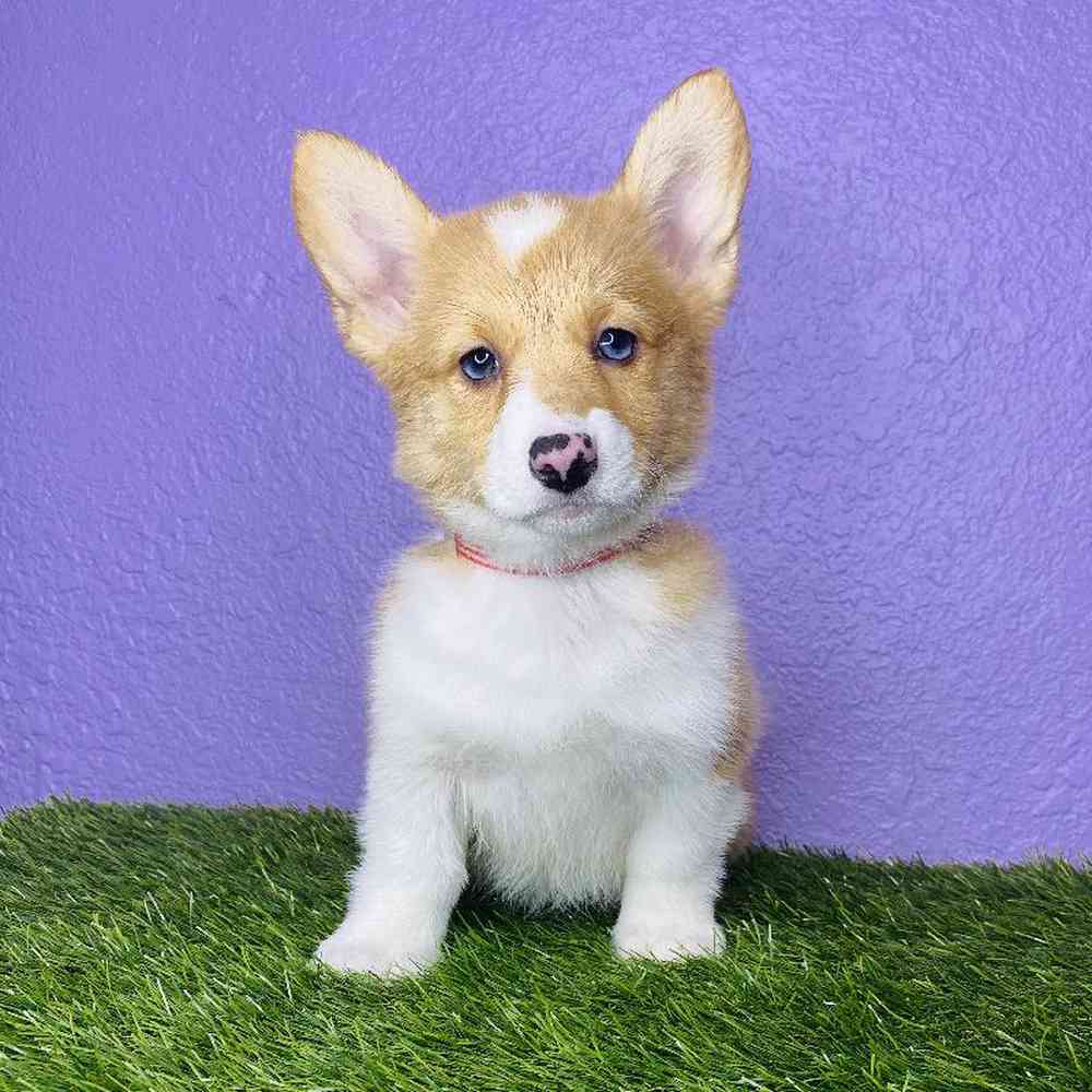 Female American Corgi Puppy for sale