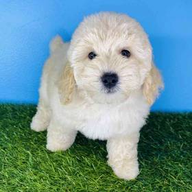 Poodle