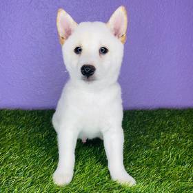 Shiba Inu