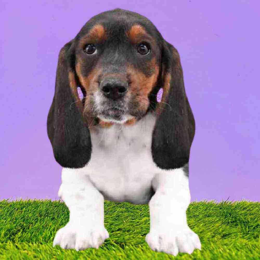 Female Basset Hound Puppy for Sale in Puyallup, WA