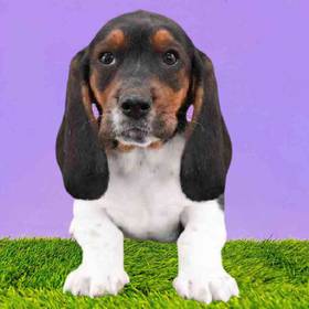 Basset Hound