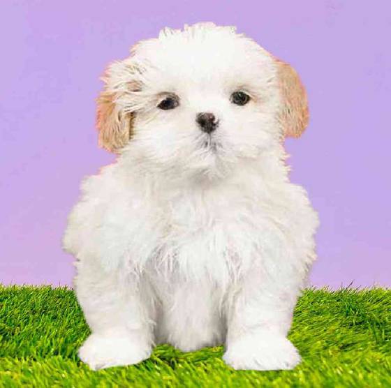 Malshi Puppies for Sale Puyallup