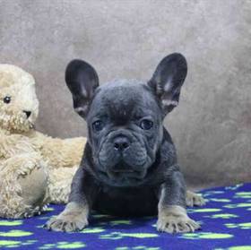 French Bulldog