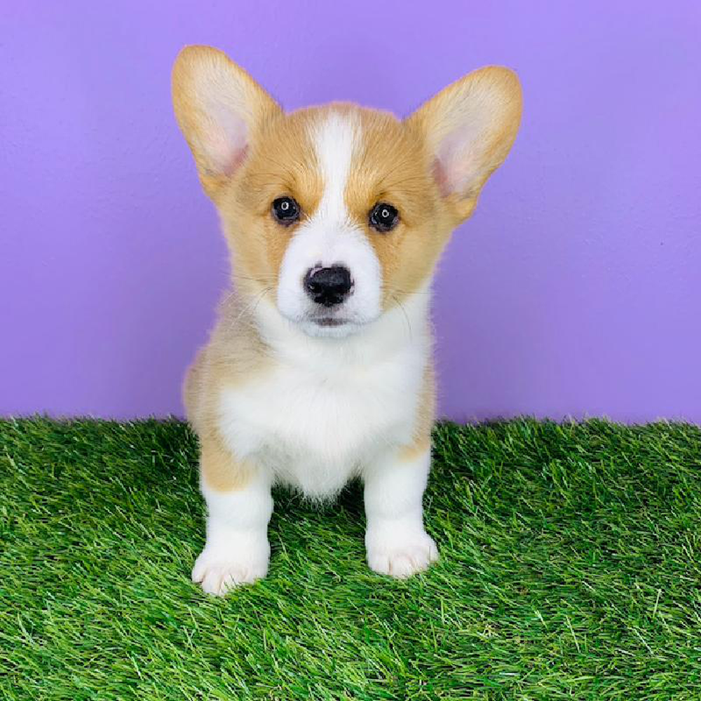 Male Pembroke Welsh Corgi Puppy for sale