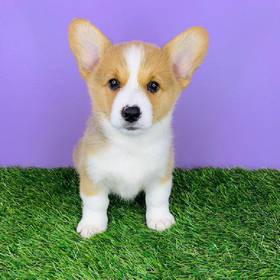 Pembroke Welsh Corgi