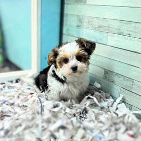 Shorkie