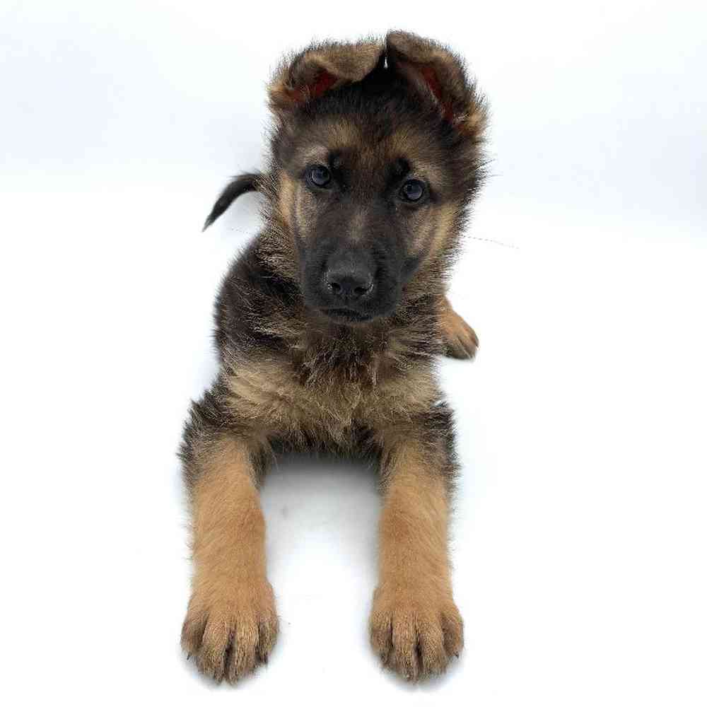 Female German Shepherd Puppy for Sale in Puyallup, WA