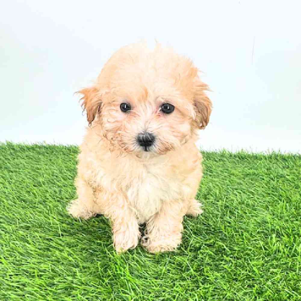 pet breed image