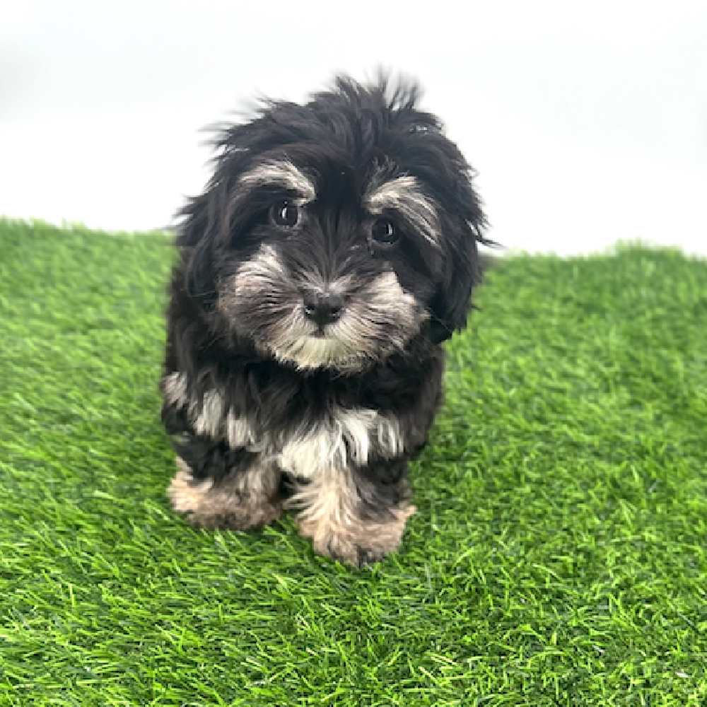 pet breed image