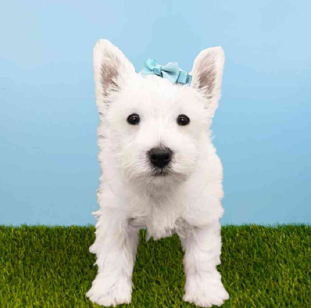 Female West Highland White Terrier Puppy for sale