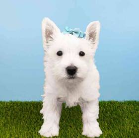 West Highland White Terrier