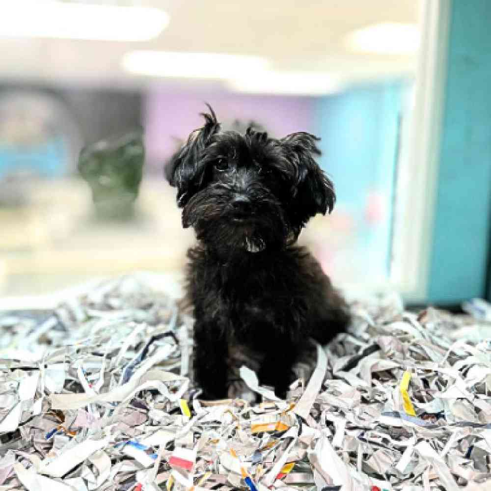 carousel pet images