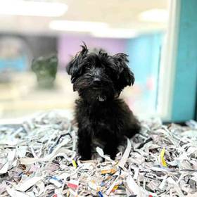Yorkie-Poo
