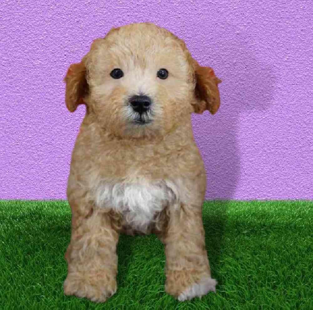 Male Poodle Puppy for sale